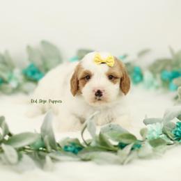 Sage (Yellow Collar Girl) - Blenheim female Cavapoo puppy in Republic, Missouri from Red Skye Puppies