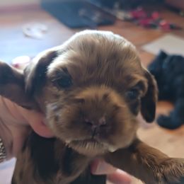 Rosie - Cocker Spaniel puppy from Wethys Cocker Spaniels