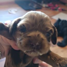 Rosie - Cocker Spaniel puppy from Wethys Cocker Spaniels
