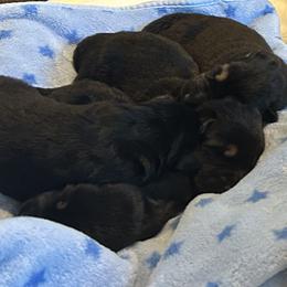 Gunner - Black and tan male German Shepherd puppy in Stanardsville, Virginia from Majestic K9 LLC