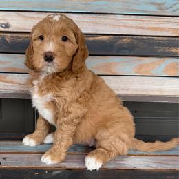 Penny Lane - Apricot female Goldendoodle puppy in Frostproof, Florida from Lover Dover Doodles