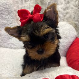 Sabrina - Black and tan female Yorkshire Terrier puppy in Parma Heights, Ohio from Yorkie Darlings ANGELHEARTS YORKIES