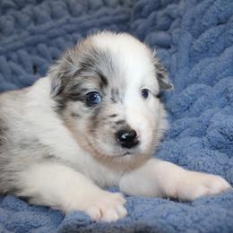 Australian Shepherd Puppies from Crofford’s Pretty Pups