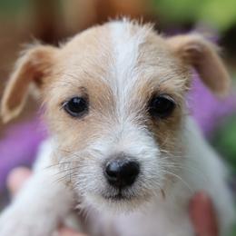 Carlisle - Tan and white male Jack Russell Terrier puppy in West Bend, Iowa from Blue Skies Terriers