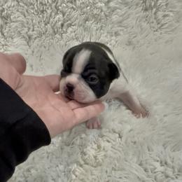 Boy 3 - Black brindle and white male Boston Terrier puppy in Eight Mile, Alabama from Bishop's Bostons