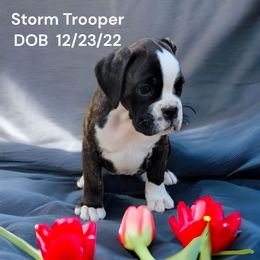 Girl 1 - Brindle Boxer puppy in Holly Lake Ranch, Texas from Von Haus Piner