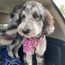 Luna - Goldendoodle