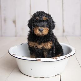 Boy 2 - Bernedoodle puppy in Alabama from Waverly Farm Bernedoodles