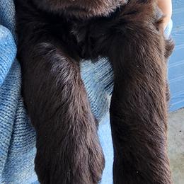 Labradoodle Puppies from Raising Aces Puppies
