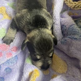 Miniature Schnauzer Puppies from Miniature Schnauzer Paradise llc