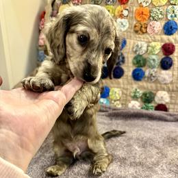 Quicksilver - Dapple male Dachshund puppy in Hensley, Arkansas from The Dachshund Barn
