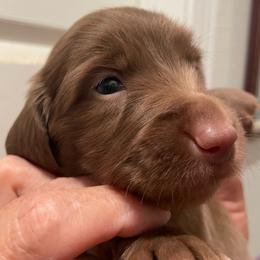 Spud - Chocolate male Dachshund puppy in Mountain Home, Idaho from Desert Wind Dachshunds