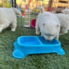 Japanese Spitz Puppies from IMag Japanese Spitz