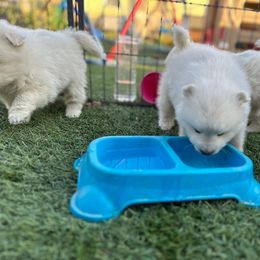 Japanese Spitz Puppies from IMag Japanese Spitz