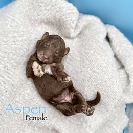 Aspen - Merle female Goldendoodle puppy in Rome, Georgia from Victoria’s Designer Doodles
