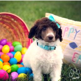 Poodle Puppies from The Parti Collection