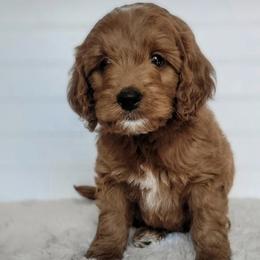 Bernedoodle, Goldendoodle, Poodle, and Sheepadoodle Puppies from Kerr Kanine Ranch