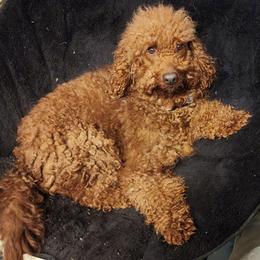 Copper - Goldendoodle