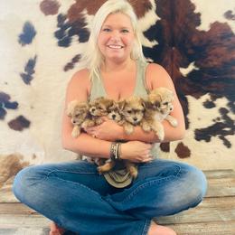Australian Shepherd and Morkie Puppies from Larson’s Legacy Aussome Aussie Kennels