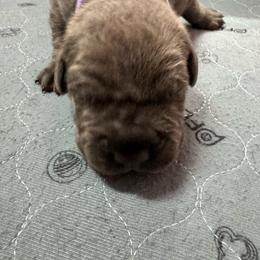 Thor - Gray brindle male Cane Corso puppy in Pollock Pines, California from Capitol City Cane Corso