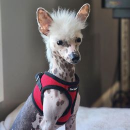 Chihuahua and Chinese Crested Puppies from Western Kentucky Chihuahua’s and Chinese Crested’s