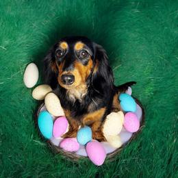 Nova - Dachshund