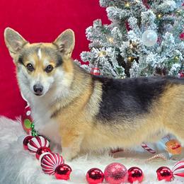 Mike - Pembroke Welsh Corgi