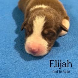 Elijah - Red tri-color male Australian Shepherd puppy in Columbia, Kentucky from Caywood Aussies