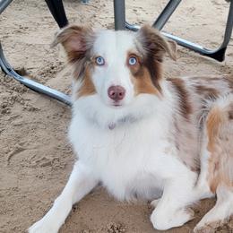 Luna - Miniature American Shepherd