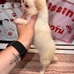 Cora - Cream and white female Chihuahua puppy in Palmyra, Indiana from Country Star Chihuahuas