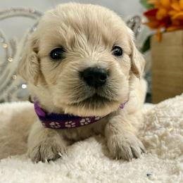Missy - Light golden female Golden Retriever puppy in Doniphan, Missouri from Stockford’s Golden Retrievers