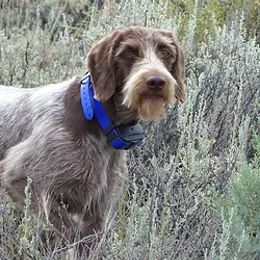 German Wirehaired Pointers from Wireswest