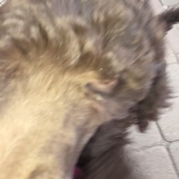 Poodle Puppies from shelby ealey