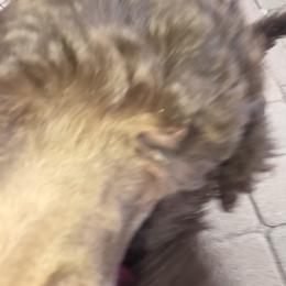 Poodle Puppies from shelby ealey