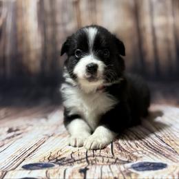Red - Black tri male Miniature Australian Shepherd puppy in Bartow, Florida from Peace Creek Aussies