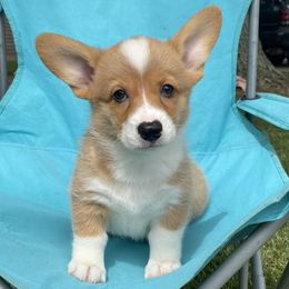 Sheldon - Red Pembroke Welsh Corgi puppy in Arcanum, Ohio from Weissway Corgis