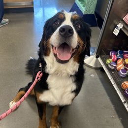 Abby - Bernese Mountain Dog