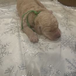 Paris - Apricot male Poodle puppy in Mobile, Alabama from Semmy’s Standard Poodle LLC