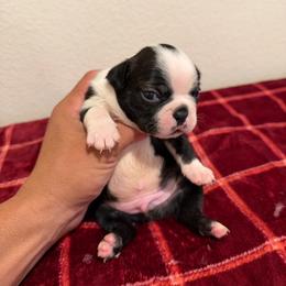 Haggery dot male - Black brindle and white male Boston Terrier puppy in Madera Acres, California from Muggin Bostons Terriers and Mini Dachshund