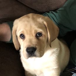 Labrador Retriever Puppies from Hill Side Farms