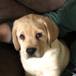 Labrador Retriever Puppies from Hill Side Farms