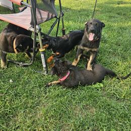 German Shepherd Puppies from Von Thomson Haus