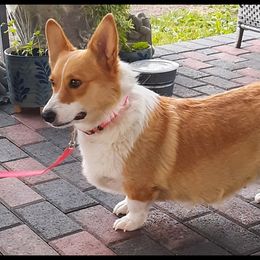 Rosie - Pembroke Welsh Corgi