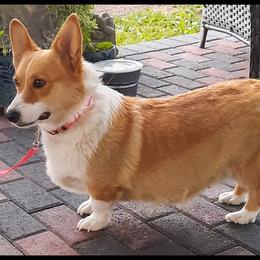 Rosie - Pembroke Welsh Corgi