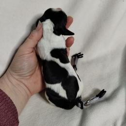 Grey collar - Black white and tan male English Springer Spaniel puppy in Redding, California from Springer's Journey Spaniels California