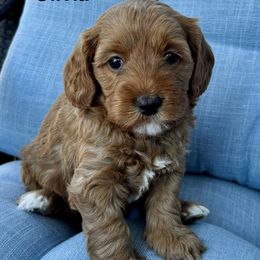 Olivia - Apricot female Australian Labradoodle puppy in Roseville, California from Darby Park Doodles