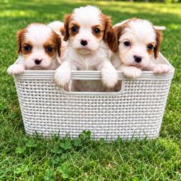 Cavalier King Charles Spaniel Puppies from King Charles