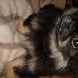 Jinxi  - Pekingese