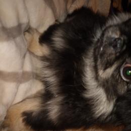 Jinxi  - Pekingese
