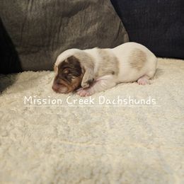 Girl 1 - Dapple female Dachshund puppy in Winchester, Idaho from Mission Creek Dachshunds